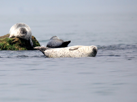 지난 19일 인천 옹진군 백령도 물범바위에서 만난 점박이물범이 드러누워 있다. 점박이물범은 천연기념물, 멸종위기 야생생물 1급, 해양보호생물로서 보호받고 있다. 2023.6.22 연합뉴스
