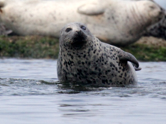 지난 19일 인천 옹진군 백령도 물범바위에서 만난 점박이물범이 드러누워 있다. 점박이물범은 천연기념물, 멸종위기 야생생물 1급, 해양보호생물로서 보호받고 있다. 2023.6.22 연합뉴스