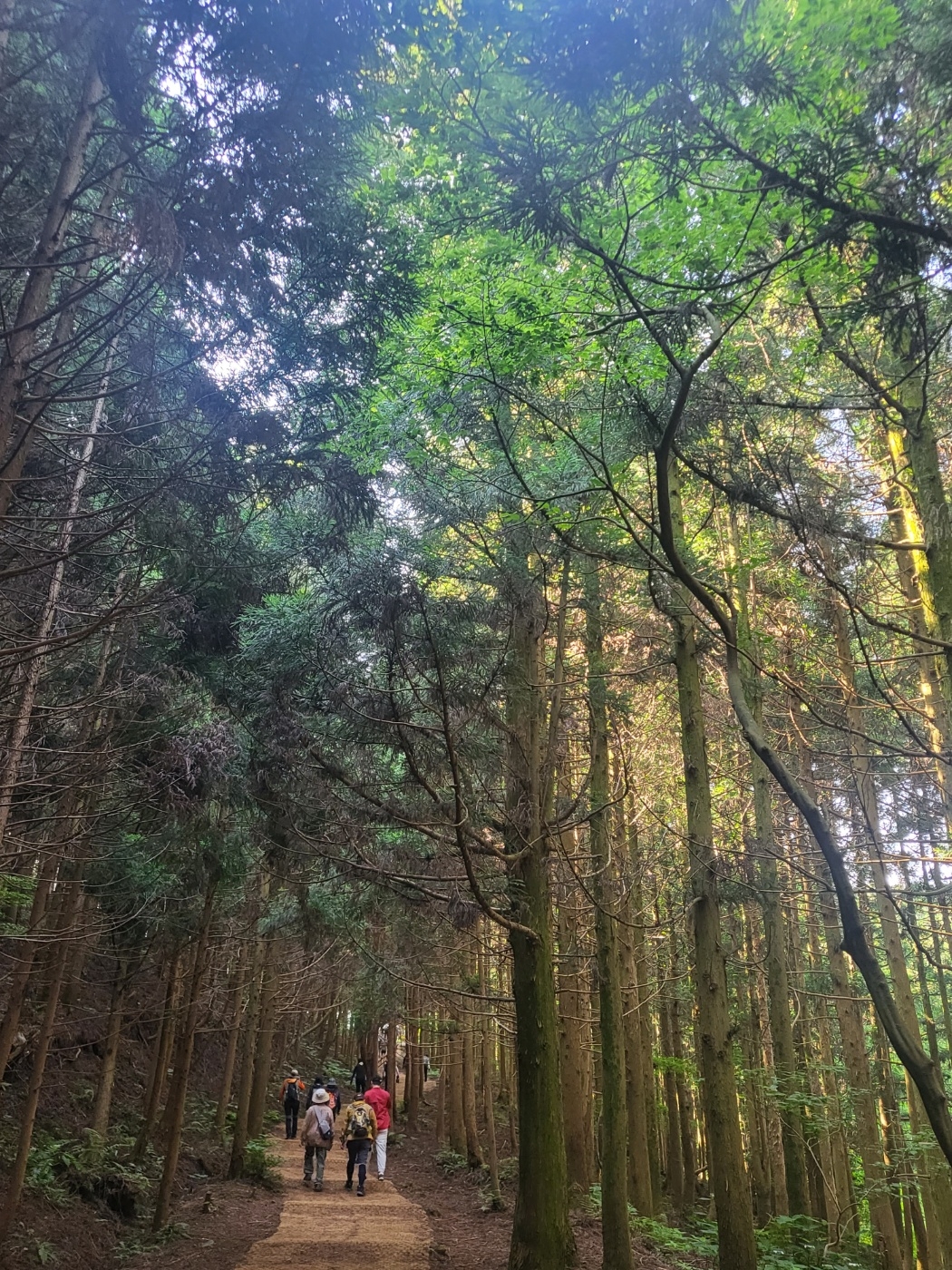 제주도세계유산본부는 일년에 딱 한번 5일간만 공개되는 2023 거문오름 국제트레킹 행사기간 동안 4468명의 탐방객이 방문했다고 밝혔다. 사진은 트레킹코스가 시작되는 거문오름 초입의 삼나무숲길의 모습. 제주 강동삼 기자