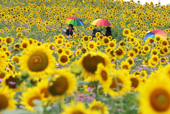 장마가 소강상태를 보인 28일 오후 경기도 안성팜랜드를 찾은 시민들이 활짝 핀 해바라기를 감상하고 있다. 2023.6.28 연합뉴스
