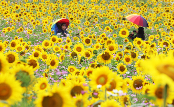 장마가 소강상태를 보인 28일 오후 경기도 안성팜랜드를 찾은 시민들이 활짝 핀 해바라기를 감상하고 있다. 2023.6.28 연합뉴스