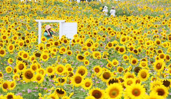 장마가 소강상태를 보인 28일 오후 경기도 안성팜랜드를 찾은 시민들이 활짝 핀 해바라기를 감상하고 있다. 2023.6.28 연합뉴스