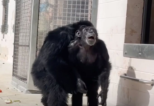 평생을 실내 우리에 갇혀 지내던 침팬지 바닐라가 28년 만에 처음으로 하늘을 보고 신기하다는 듯한 표정을 짓고 있다. 유튜브 ‘세이브더침팬지’