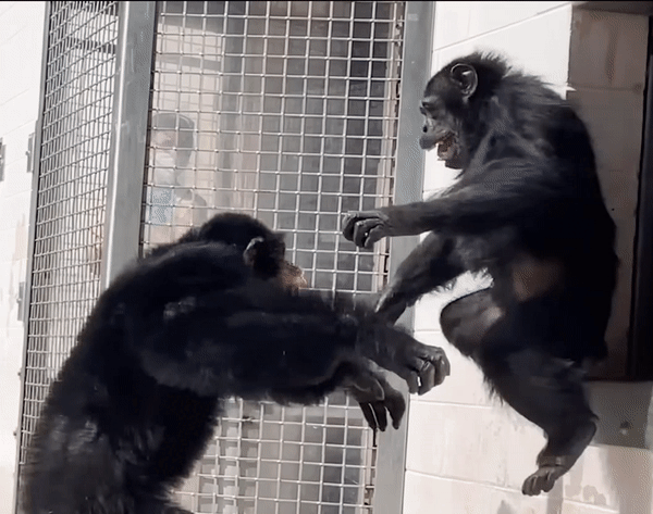 평생을 실내 우리에 갇혀 지내던 침팬지 바닐라가 28년 만에 처음으로 하늘을 보고 신기하다는 듯한 표정을 짓고 있다. 유튜브 ‘세이브더침팬지’