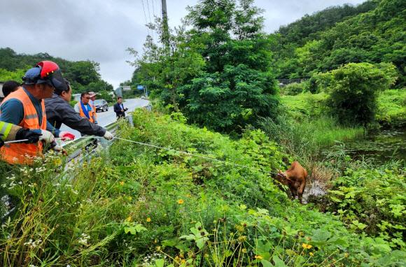 지난 26일 경남 합천군 한 도롯가 옆 연못에서 생후 50개월 된 500㎏ 암소가 구조되고 있다. 이 암소는 지난 15일 합천축협 경매장에서 탈출했다 11일 만에 발견된 것이다. 2023.6.29. 합천축협 제공