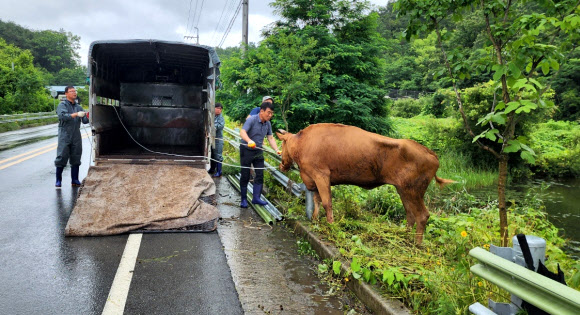 지난 26일 경남 합천군 한 도롯가 옆 연못에서 생후 50개월 된 500㎏ 암소가 구조되고 있다. 이 암소는 지난 15일 합천축협 경매장에서 탈출했다 11일 만에 발견된 것이다. 2023.6.29. 합천축협 제공