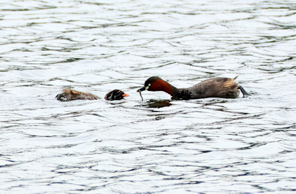 4일 오전 제주시 애월읍 광령저수지에서 어미 논병아리가 물고기를 잡아 새끼에게 먹이고 있다. 2023.7.4 연합뉴스