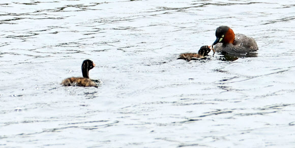 4일 오전 제주시 애월읍 광령저수지에서 어미 논병아리가 물고기를 잡아 새끼에게 먹이고 있다. 2023.7.4 연합뉴스