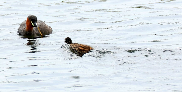 4일 오전 제주시 애월읍 광령저수지에서 어미 논병아리가 물고기를 잡아 새끼에게 먹이고 있다. 2023.7.4 연합뉴스