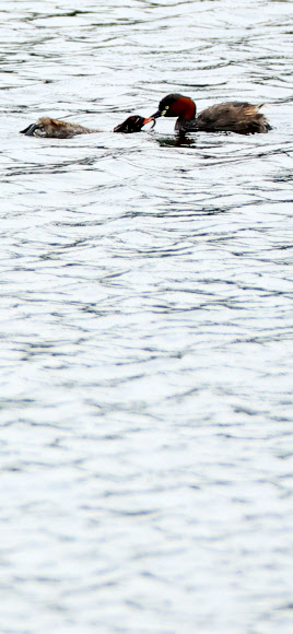 4일 오전 제주시 애월읍 광령저수지에서 어미 논병아리가 물고기를 잡아 새끼에게 먹이고 있다. 2023.7.4 연합뉴스