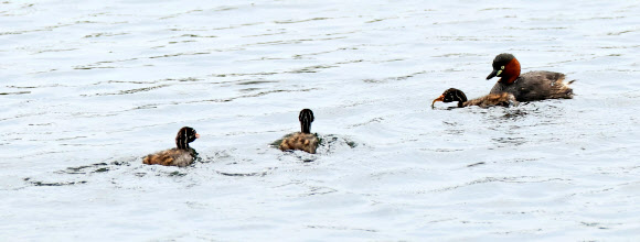 4일 오전 제주시 애월읍 광령저수지에서 어미 논병아리가 물고기를 잡아 새끼에게 먹이고 있다. 2023.7.4 연합뉴스