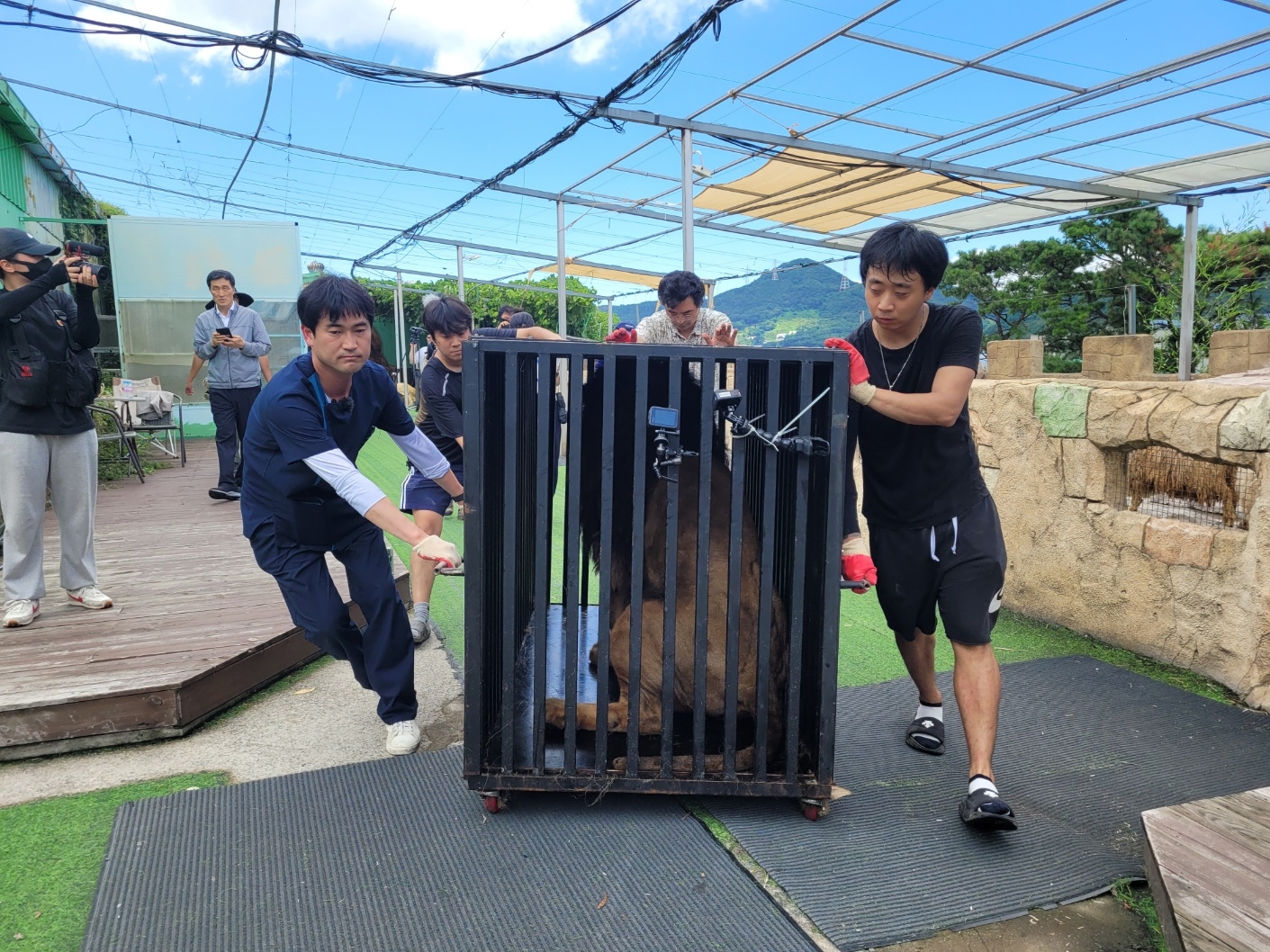 청주동물원 사육사들이 5일 김해 부경동물원에서 갈비사자를 우리에 넣어 이동하고있다. 청주동물원 제공.