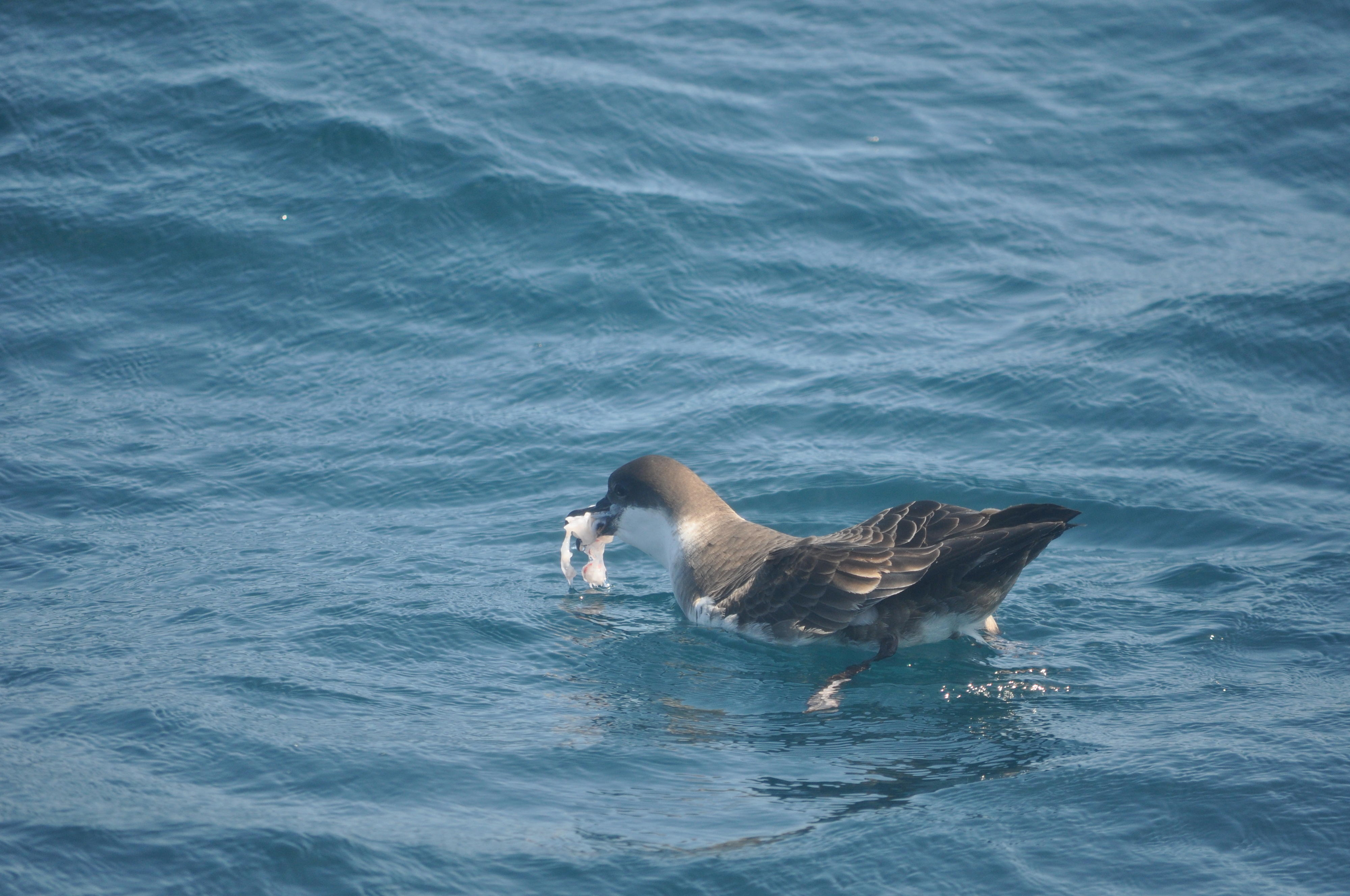 큰슴새가 바다에서 플라스틱을 물고 삼키려는 모습. 영국 케임브리지대 제공