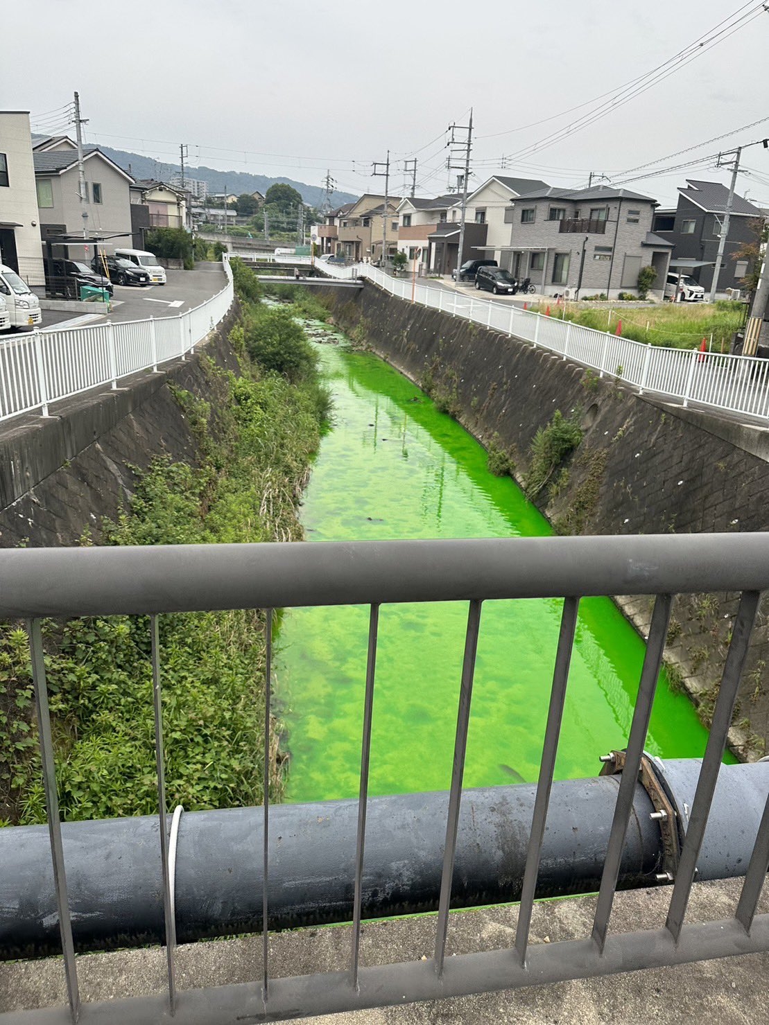 녹색으로 변한 일본 나라현 타츠타강. 트위터