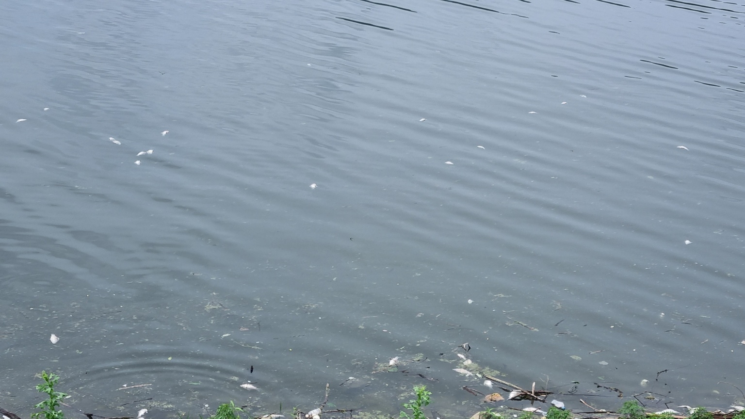 10일 오전 충남 아산시 궁평저수지에서 물고기들에 폐사한 채  수면위로 떠올라 있다. 독자제공