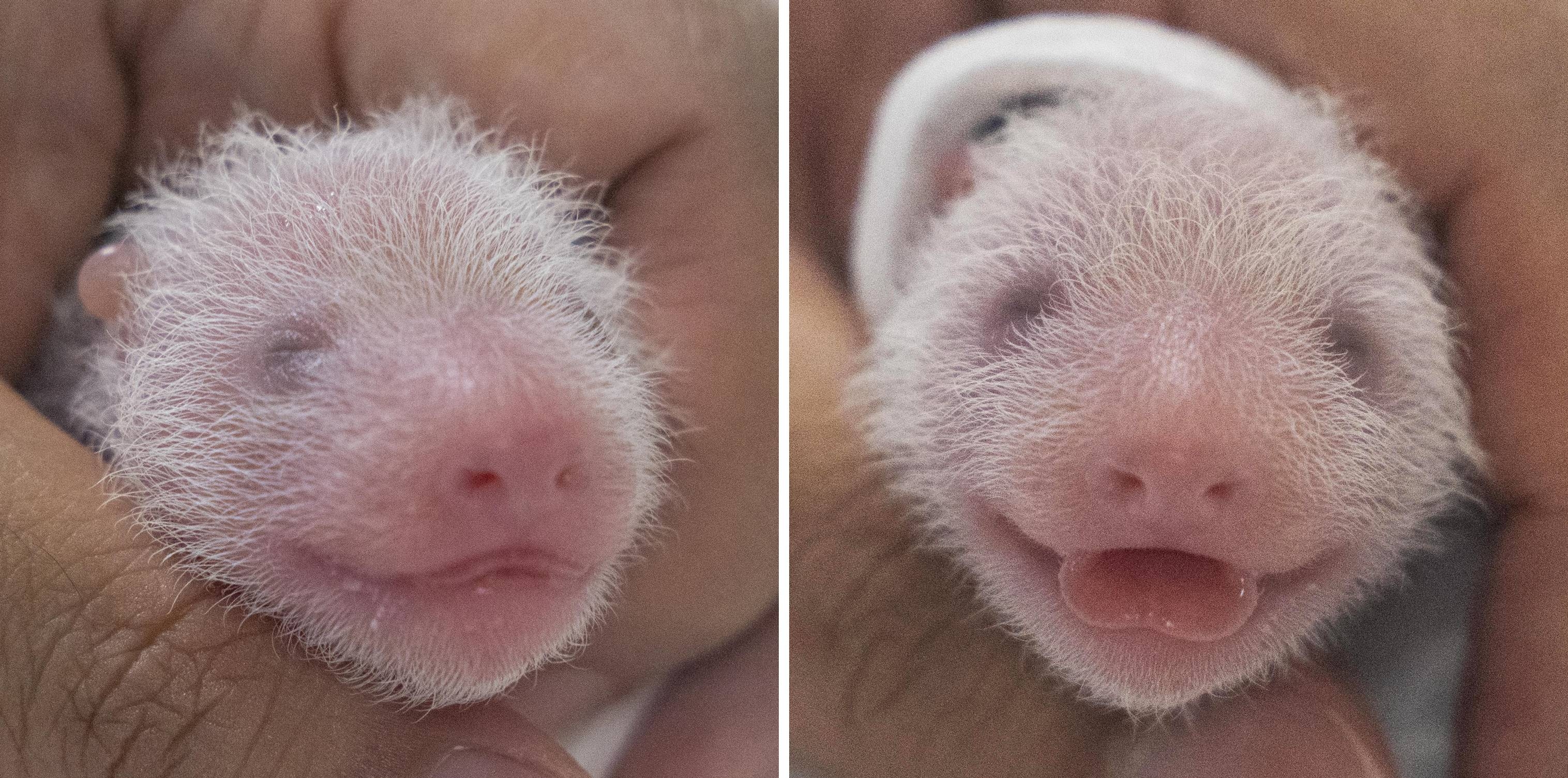 건강검진을 받는 쌍둥이 아기 판다. 왼쪽이 첫째, 오른쪽이 둘째. 에버랜드 제공