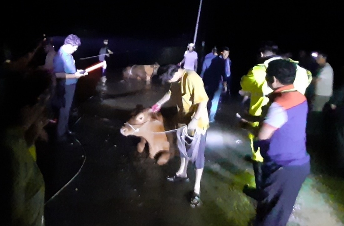 충남 부여군 규암면의 한 농장에서 주민들이 물에 잠긴 축사에서 한우를 구출하고 있다.연합뉴스