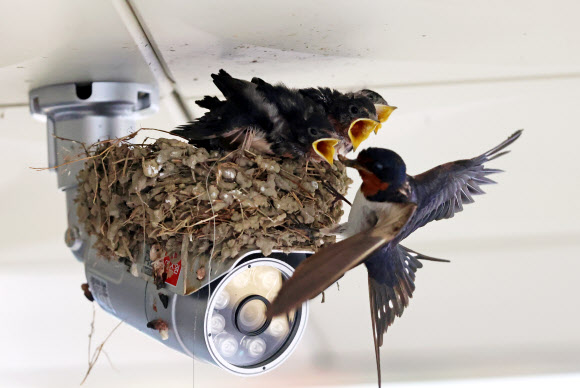 20일 강원 강릉시 성산면사무소 출입구 CCTV 위에 집을 지은 제비가 새끼들에게 먹이를 물어다 주고 있다. 2023.7.20 연합뉴스