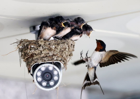 20일 강원 강릉시 성산면사무소 출입구 CCTV 위에 집을 지은 제비가 새끼들에게 먹이를 물어다 주고 있다. 2023.7.20 연합뉴스