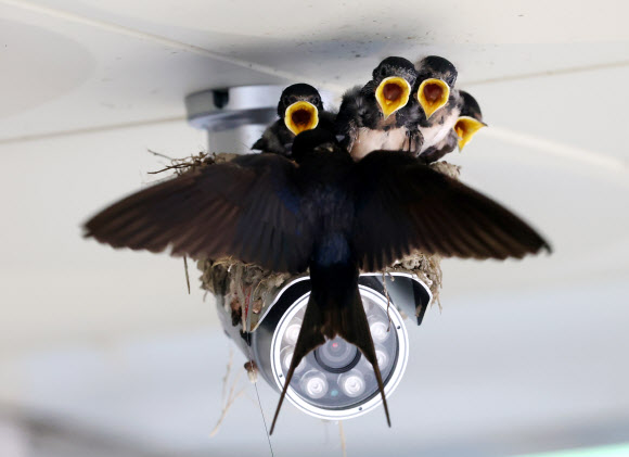 20일 강원 강릉시 성산면사무소 출입구 CCTV 위에 집을 지은 제비가 새끼들에게 먹이를 물어다 주고 있다. 2023.7.20 연합뉴스