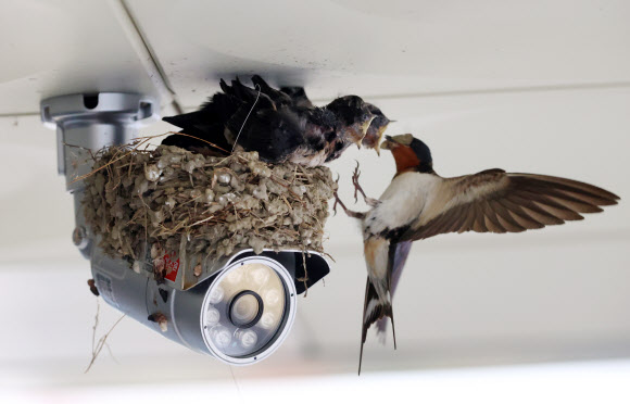20일 강원 강릉시 성산면사무소 출입구 CCTV 위에 집을 지은 제비가 새끼들에게 먹이를 물어다 주고 있다. 2023.7.20 연합뉴스