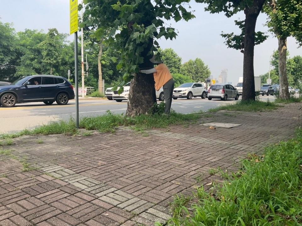 서울 송파구 관계자가 위험 수목 사전 안전점검을 하고 있다. 송파구 제공