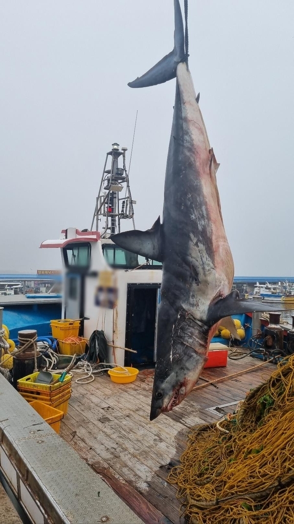 경북 포항 앞바다에서 발견된 상어. 포항해경 제공