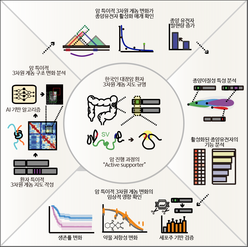 한국인 대장암 조직 3차원 게놈지도 연구 과정  카이스트 제공