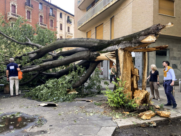 25일(현지시간) 이탈리아 북부 밀라노를 휩쓴 폭풍의 강도를 짐작할 수 있겠다. 사람들이 쓰러진 나무를 살펴보고 있다. 밀라노 AP 연합뉴스