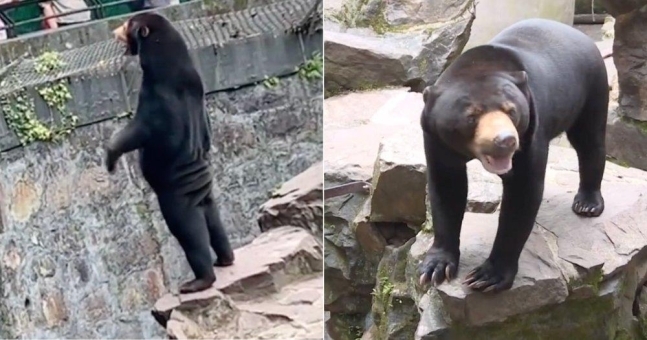 중국 항저우 동물원의 말레이시아 태양곰 사진. 홍콩 더스탠더드 캡처