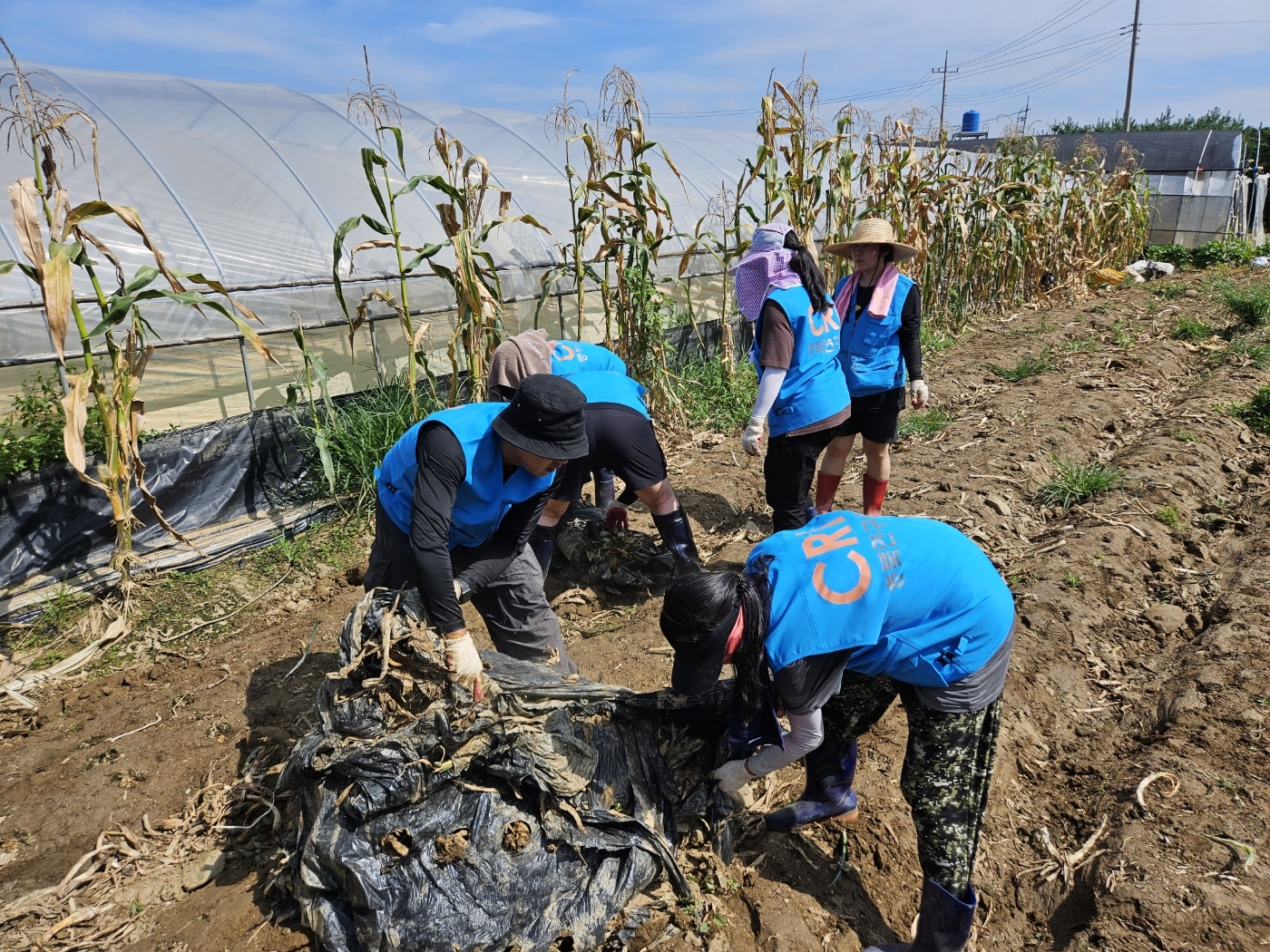 충북연구원 직원들이 지난 4일 농작물 수해현장에서 봉사활동을 벌이고 있다. 충북도 제공