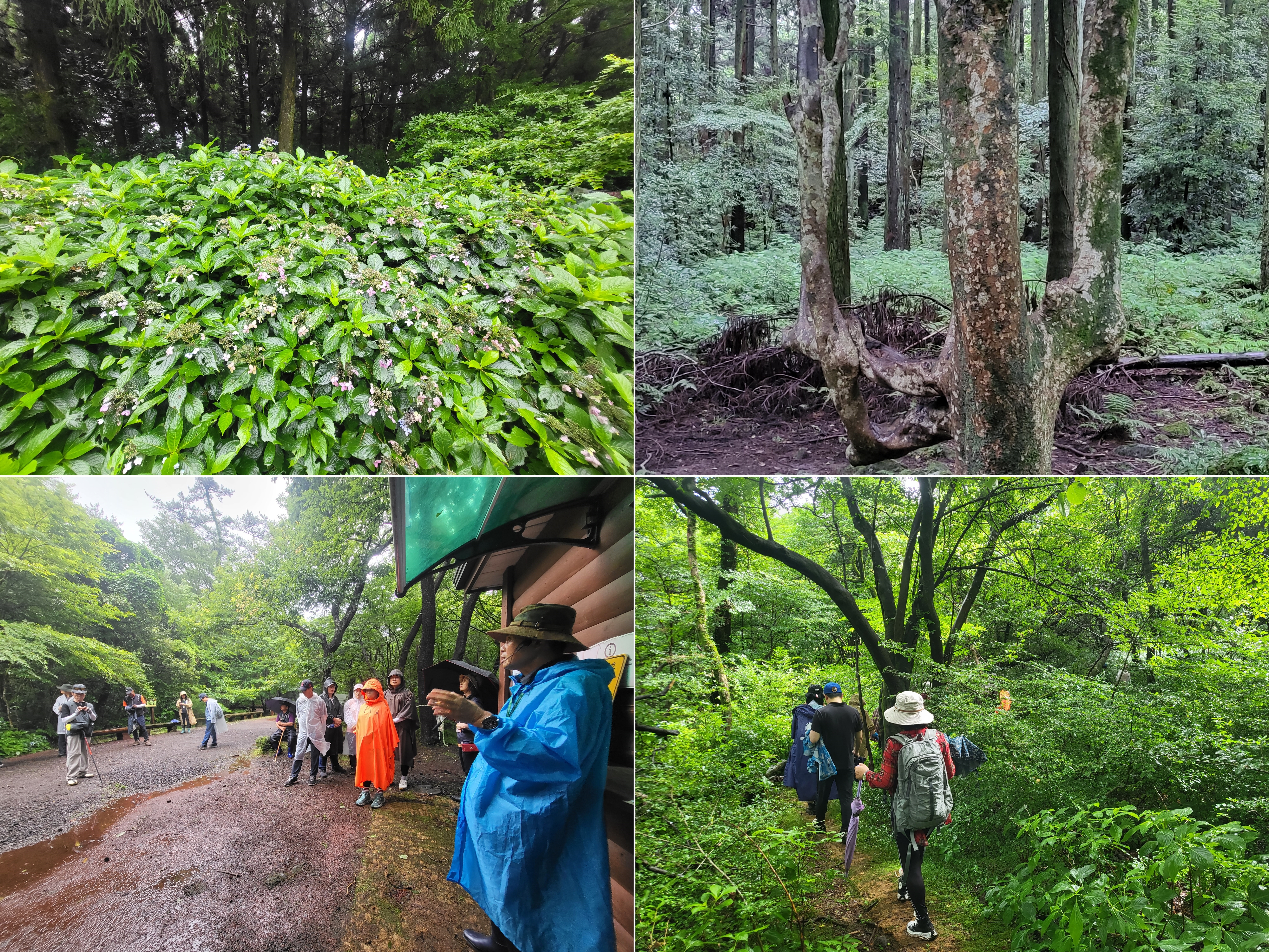 사려니숲길에서 만나는 산수국과 기수기목, 물찻오름으로 가는 길과 탐방 안내소. 제주 강동삼 기자