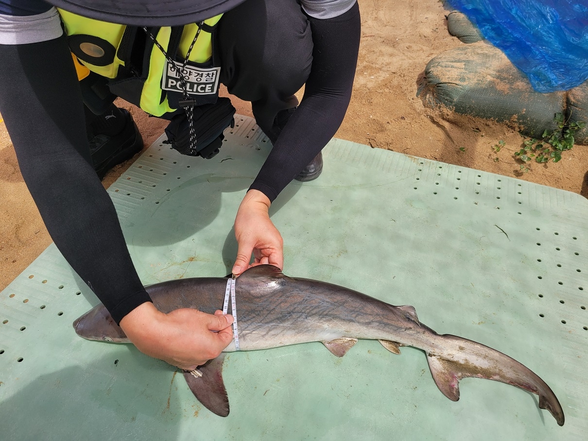 해경이 인천 하나개해수욕장에서 발견된 흉상어의 둘레를 측정하고 있다.