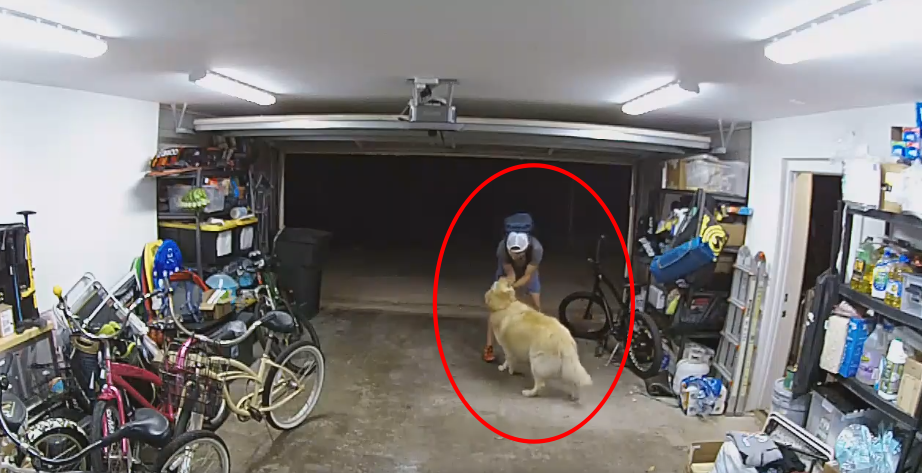 자전거를 훔치는 도둑에게 매달려 애교를 부리는 개의 영상이 화제가 되고 있다. 샌디에이고 경찰 페이스북