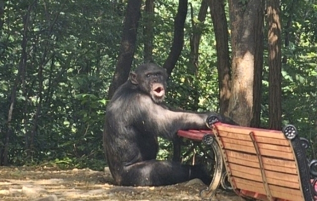 11일 오전 9시 대구 달성공원에서 침팬지 두 마리(알렉스·루디)가 사육장에서 탈출했다가 붙잡혔다. 대구소방본부