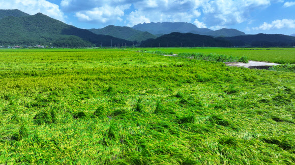 11일 전남 고흥군 포두면 들녘의 벼가 태풍 카눈의 비바람에 쓰러져 있다. 2023.8.11 연합뉴스
