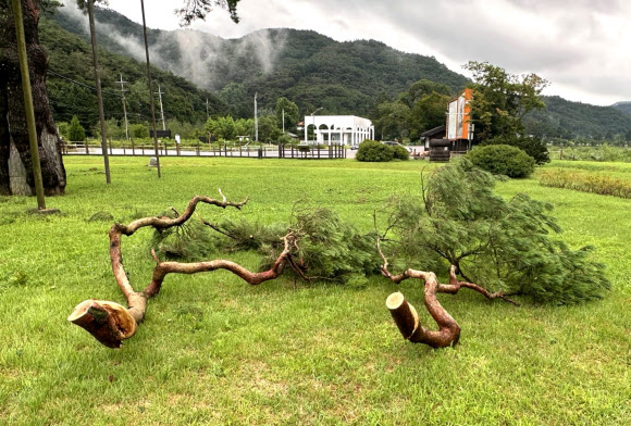 지난 10일 제6호 태풍 ‘카눈’이 몰고 온 비바람에 부러져 꺾인 속리산 정이품송(천연기념물 103호) 가지 2개를 절단한 모습. 2023.8.11. 보은군 제공