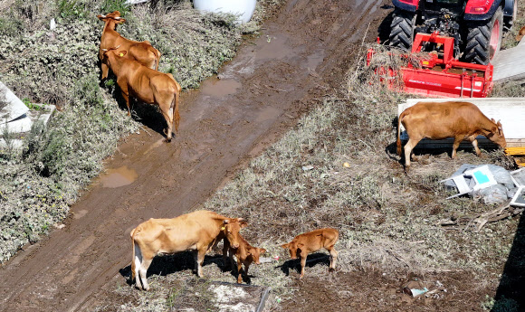 11일 대구 군위군 효령면 병수리에서 태풍 ‘카눈’의 영향으로 부서진 우사에서 소들이 빠져나와 있다. 2023.8.11 연합뉴스
