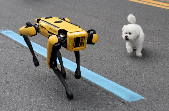 11일 오후 대전시 중구 은행동 일대에서 열리는 대전 0시 축제장에서 강아지가 로봇을 신기한 듯 바라보고 있다. 2023.8.11. 연합뉴스
