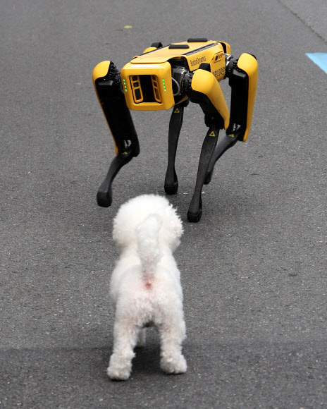 11일 오후 대전시 중구 은행동 일대에서 열리는 대전 0시 축제장에서 강아지가 로봇을 신기한 듯 바라보고 있다. 2023.8.11 연합뉴스
