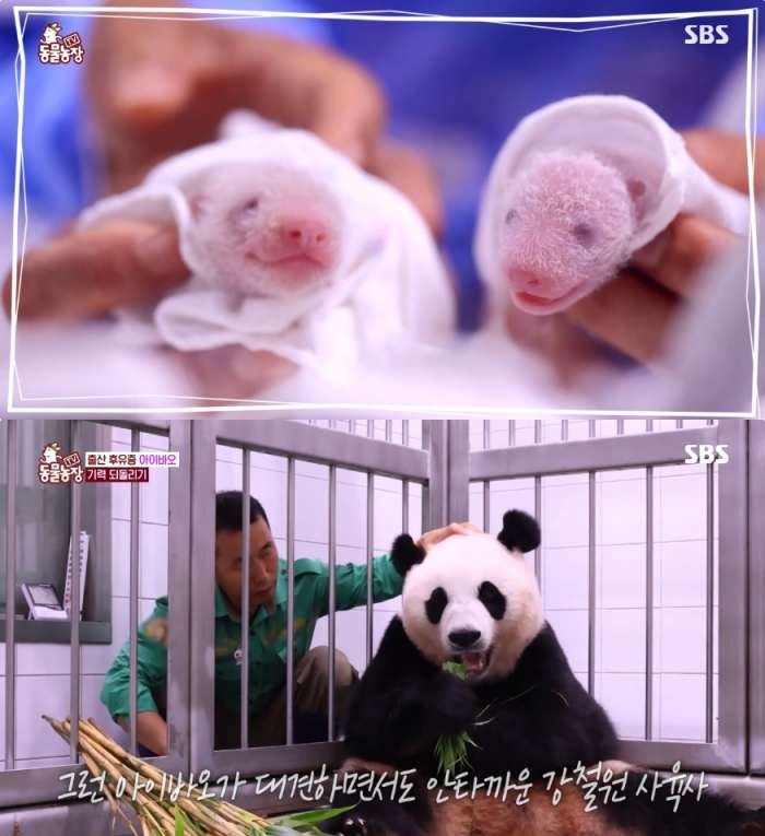 SBS ‘TV동물농장’ 화며 캡처