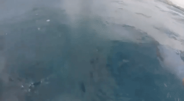 죽은 새끼 등에 업고 헤엄치는 남방큰돌고래의 모습.
서귀포해양경찰서 제공