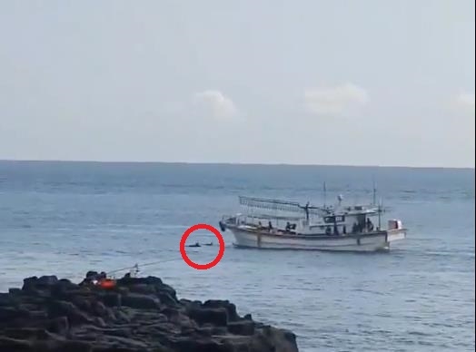 서귀포해양경찰서는 17일 서귀포시 대정읍 무릉리 해안에서 어선이 돌고래에 너무 가까이 접근한다는 신고를 받아 검문검색해 어선을 적발했다. 서귀포해양경찰서 제공
