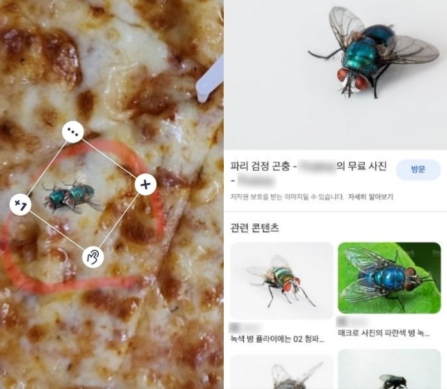 피자에서 벌레가 나왔다며 파리 사진을 합성해 환불을 요구한 고객의 사연이 알려져 네티즌의 공분을 샀다. 온라인 커뮤니티 캡처