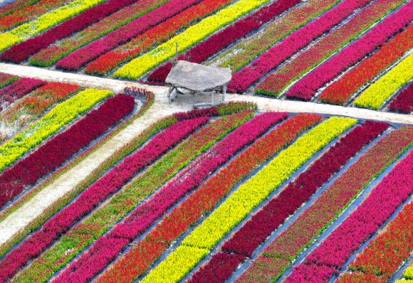 절기상 처서(處暑)를 이틀 앞둔 21일 강원 철원군 고석정 꽃밭에 각종 가을꽃이 화려하게 만발해 있다. 철원지역 대표 관광지인 고석정 꽃밭은 내달 문을 열 예정이다. 2023.8.21 연합뉴스