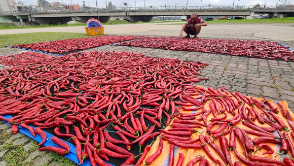 여름이 물러간다는 절기 처서(23일)를 이틀 앞둔 21일 강원 강릉시 남대천 둔치에서 한 어르신이 고추를 말리고 있다. 2023.8.21 연합뉴스