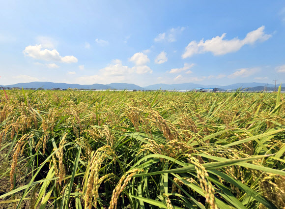 더위가 그치고 신선한 가을을 맞이하게 된다는 처서(處暑)를 이틀 앞둔 21일 부산 강서구 죽동동 들녘에서 벼가 누렇게 익어가고 있다. 2023.8.21 연합뉴스