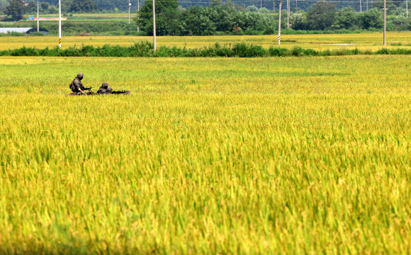 21일 강원 철원군의 한 논에서 장병들이 을지 자유의 방패(UFS) 연습의 하나로 경계 작전에 돌입하고 있다. 2023.8.21 연합뉴스