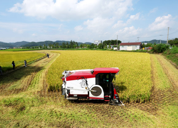 절기상 처서(處暑)를 이틀 앞둔 21일 강원 철원군 철원읍 사요리의 논에서 지역 첫 추수 작업이 이뤄지고 있다. 이날 추수한 품종은 다수확 조기 햅쌀용 쌀인 ‘철기50’으로 철원농업센터에서 자체 육성했다. 2023.8.21 연합뉴스