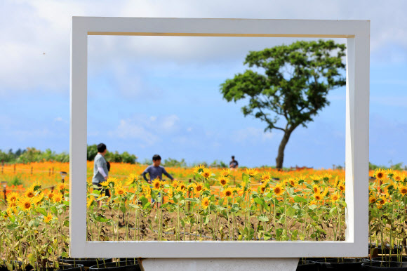 21일 오전 제주 서귀포시 안덕면 신화월드 내 신화가든에 황화 코스모스 등이 피어 가을 정취를 자아내고 있다. 2023.8.21 연합뉴스